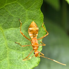Orangish assassin bug rests on verdant leaf