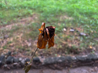 Withered red zinnia flower in serene park setting evokes reflection and the beauty of transience,...