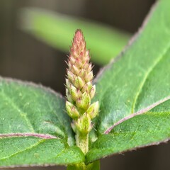 Pink and Green Plant Spike CloseUp