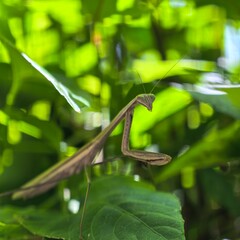 Praying mantis on lush green foliage