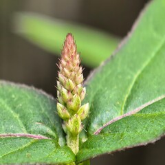 Seedhead reaching for the light amongst leaves