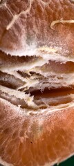 Rotting citrus flesh moldy texture closeup