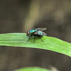Shimmering fly on a vibrant green leaf