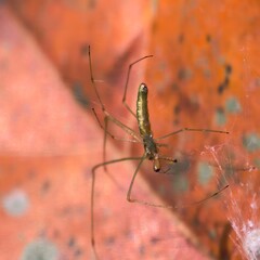 Slender spider rests on vibrant autumnal leaf