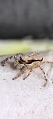 Small spider perched on white textured surface