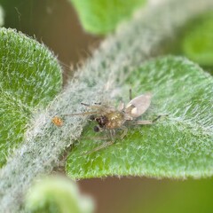 Tiny transparent spider rests on leaf
