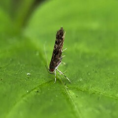 Tiny striped moth perched on vibrant green leaf