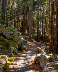 A narrow road through a dense forest with sunlight scattering through the trees