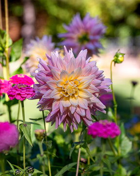 Closeup image of blooming luka johanna dahlias