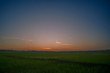 Sunset over a tranquil rice field with vibrant colors in the evening sky