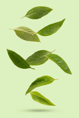 Basil green leaves on light green background