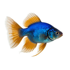 Fototapeta premium Captivating aquatic creature: Vibrant blue and gold fish in a black background setting