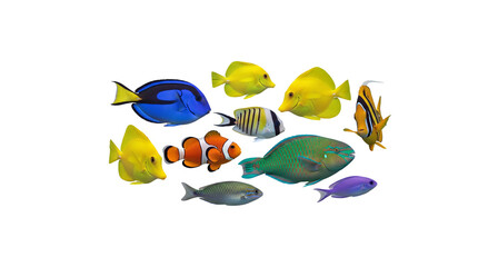 Multipul colors fishes icon image