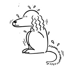 dog on a rainy day