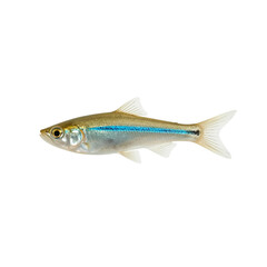 Fototapeta premium Striking close-up of a silver and blue lined fish swimming against a plain backdrop