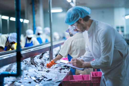 A Quality Assurance QA inspector audits a fish processing line for HACCP compliance. He is monitoring the smart factory's automated system and manual sorting.