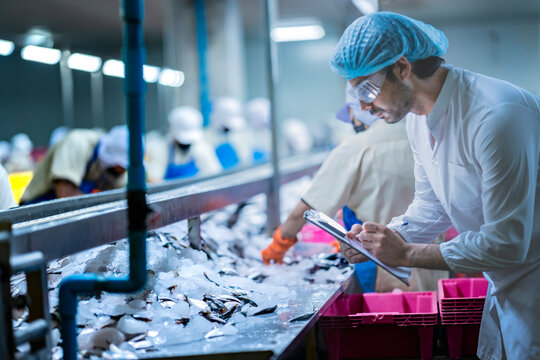 A Quality Assurance QA inspector audits a fish processing line for HACCP compliance. He is monitoring the smart factory's automated system and manual sorting.