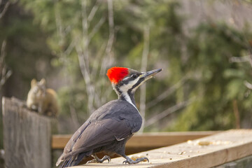 Pileated Woodpecker on a Rail