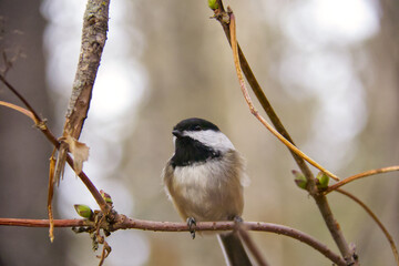 Black-capped Chickadee in a Tree