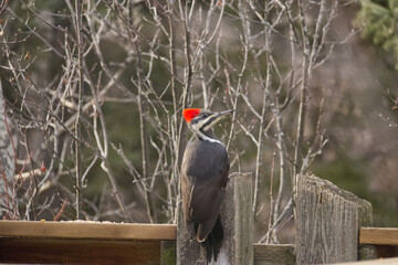 Pileated Woodpecker on a Rail