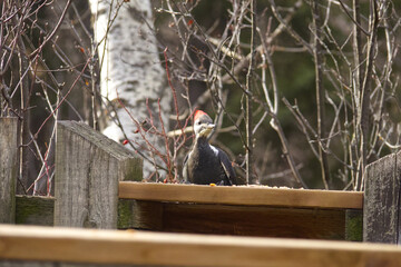 Pileated Woodpecker on a Rail