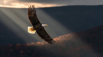 Majestic bald eagle soaring in flight with sun rays illuminating its feathers