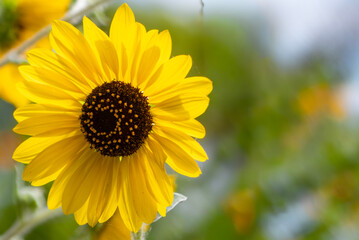 明るく元気に咲くひまわり　花の背景　