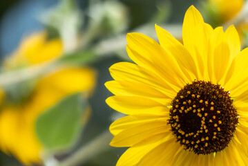明るく元気に咲くひまわり　花の背景　