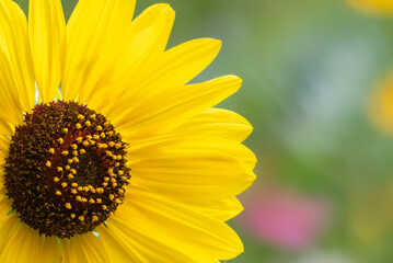明るく元気に咲くひまわり　花の背景　