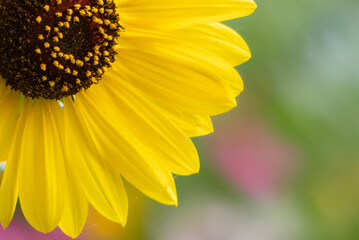 明るく元気に咲くひまわり　花の背景　