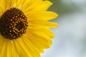 明るく元気に咲くひまわり　花の背景　