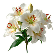 Elegant White Lily Flower Bouquet with Stamen and Green Leaves. Studio Shot
