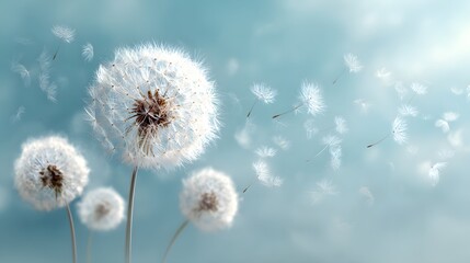 Dandelion seed heads scatter their delicate white parachutes against a soft blue sky background