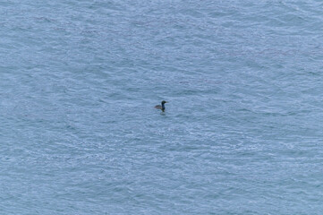 Fototapeta premium Pelagic Cormorant Swimming in Vancouver Harbour, at Vancouver, British Columbia, Canada.