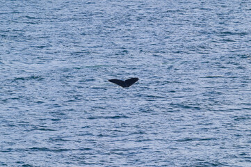 Fototapeta premium Humpback Whale Tail Surfaces in Seymour Narrows in the Strait of Georgia, near Vancouver, British Columbia, Canada.