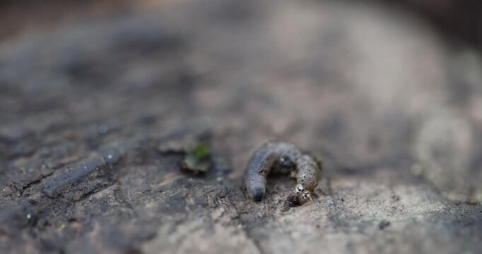 An extreme macro video focusing on a pale-grey, C-shaped Beetle Larva (Grub) resting on a piece of dark, textured, decaying wood or soil, highlighting its fleshy body segments and hard, dark head caps
