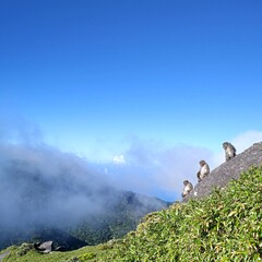 宮之浦岳のヤクシマザル