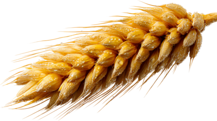 Golden Wheat Grain: A close-up shot of a single, ripe wheat grain. Detailed texture showcases the potential of a harvest, symbolizing nourishment.