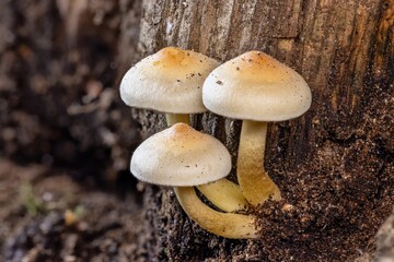 A close-up shot of three small, cream-colored mushrooms with yellow stems and light-brown speckles on their caps, growing together from the side of a decaying tree trunk.