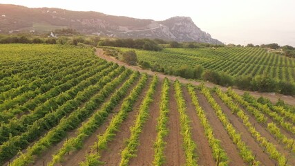 Vineyards by the sea. Grapes field, vine on plantation. Winemaking, wine production. Harvest season. Aerial drone view video