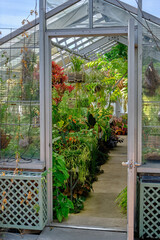 View of a botanical greenhouse entrance with a white-framed glass structure and an open door. Inside, a pathway is flanked by potted plants and hanging baskets filled with tropical foliage
