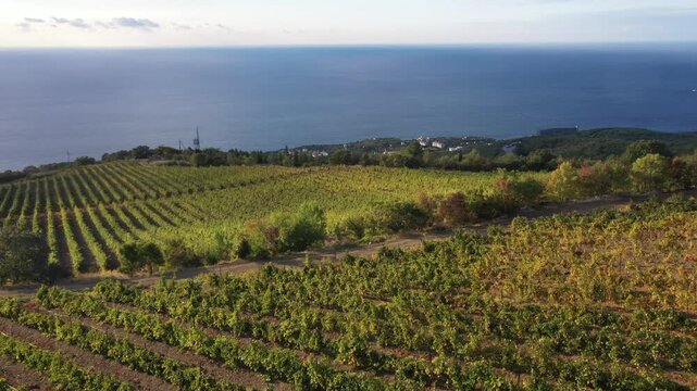 Vineyards by the sea. Grapes field, vine on plantation. Winemaking, wine production. Harvest season. Aerial drone view video