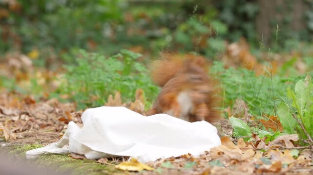 Red squirrel closeup searching and finding nuts ind a bag on a moss-covered rock in a quiet autumn forest colorful leaves wildlife natural trees environment soft sunlight