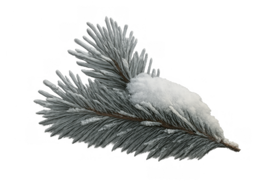 Pine tree branch covered with fresh white snow and frost, celebrating winter holidays, transparent background