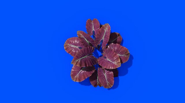 Purple-leaf rosette plant atop vivid blue surface