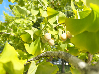 日を浴びるイチョウの青葉とその実