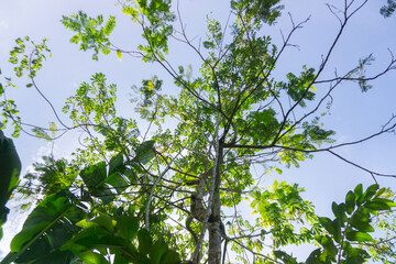 Beautiful morning view indonesia Panorama Landscape paddy fields with beauty color and sky natural light