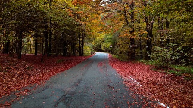 Scenic autumn road with vibrant leaves, peaceful nature vibes, fall colors