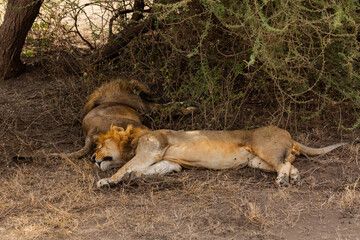 Serengeti National Park, Tanzania: Lion Brothers Resting in the Shade