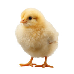 Obraz premium Adorable Fluffy Yellow Chick Standing Isolated on White Background